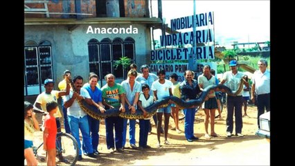 Anaconda vs Python: Discover the World's Largest Snake 🐍