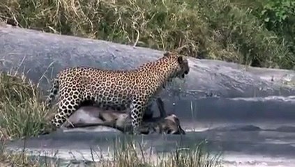 Crocodile Kills Wildebeest