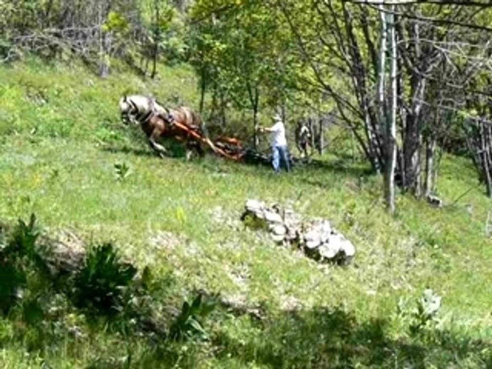 Arche de débardage à cheval à Montdenis mai-2007-4
