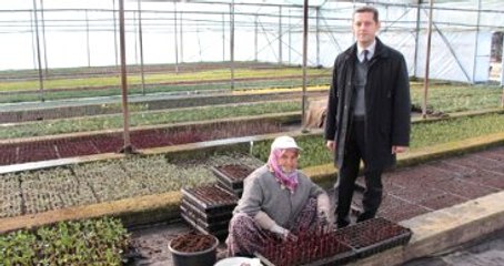 Türkler Çam Fidanı Yapmak İçin Makine İcat Etti