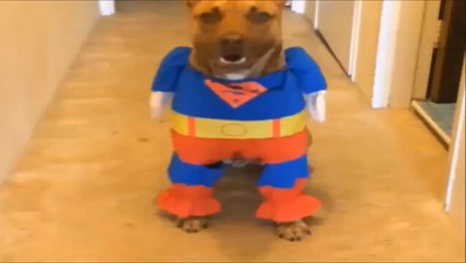Cutest Dogs in Outfits Compilation