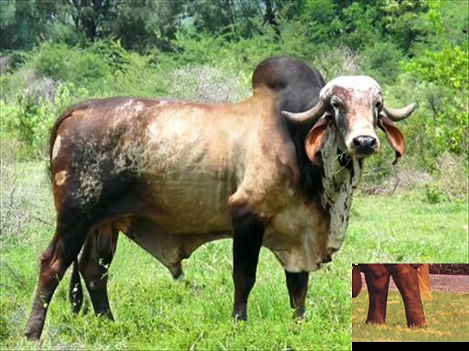 hay viene el toro (BANDA EL RECODO)