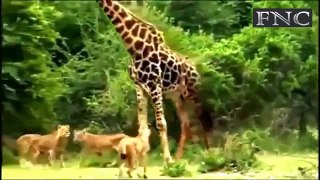 Lion Attack Animal At Africa | 16 Minutes Non stop 720p HD