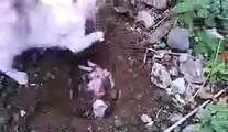 Sedih banget melihat kucing ini menguburkan anaknya yang mati
