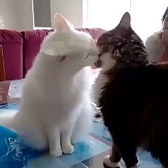 Awalnya Mesra Habis itu Berantem