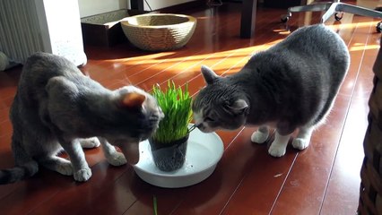 Des chats végétariens!