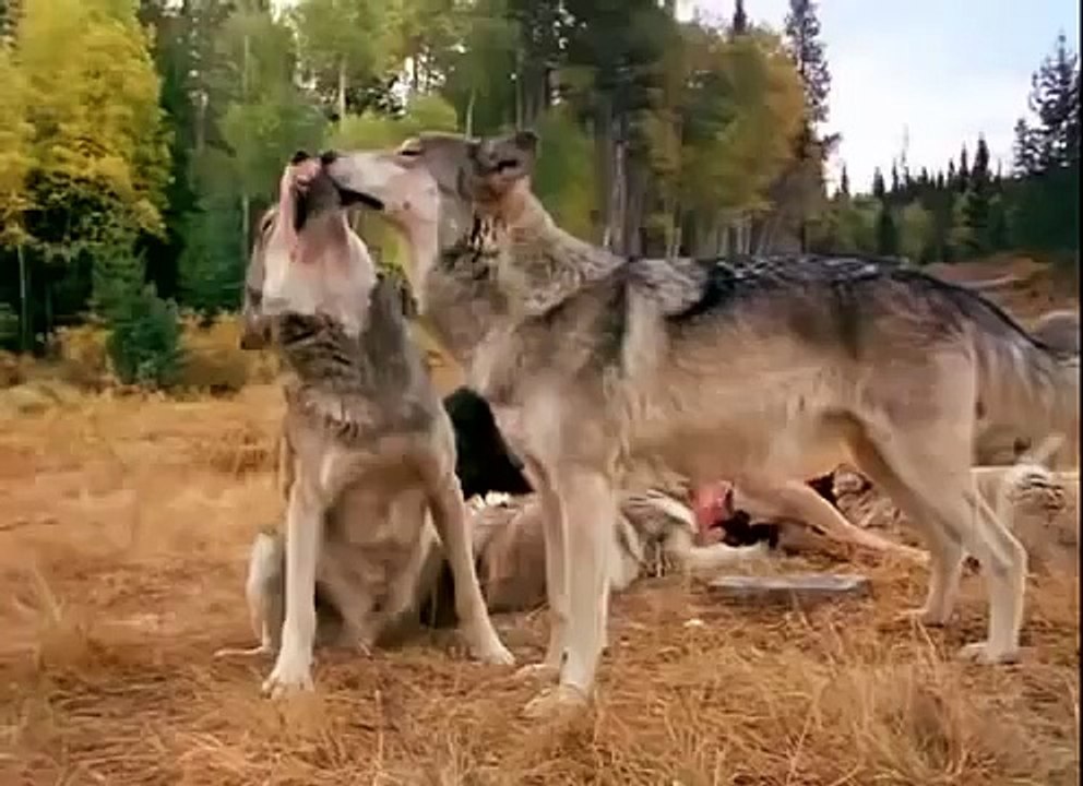 Documentary - Living With Wolves Part 2