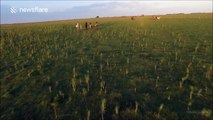 Wild horses filmed from the air on a giant ranch at sunset