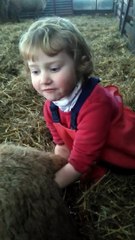 Une fillette de 3 ans met à bas une brebis dans une étable