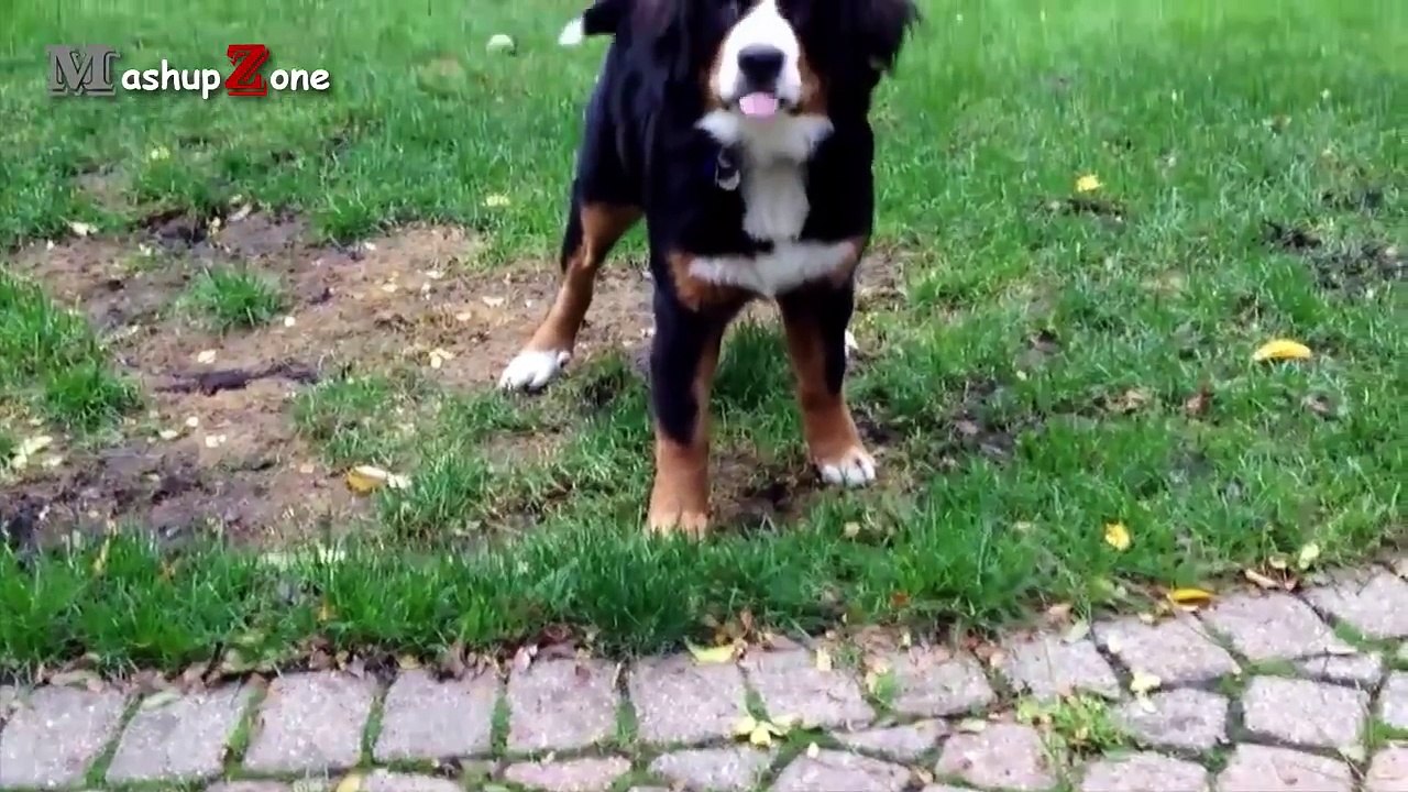 Funny Dogs Reacting To Lemons Compilation -- NEW HD