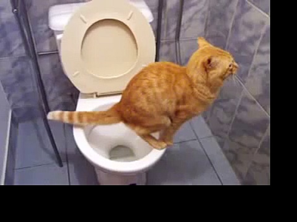 Кот бомбардировщик