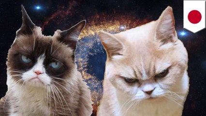 New angry cat Koyuki could give Grumpy Cat a run for her money