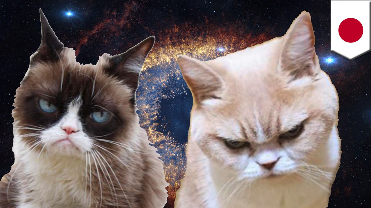 New angry cat Koyuki could give Grumpy Cat a run for her money