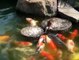 Caring Duck Feeding Fishes
