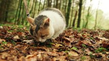 Meet Stevie, My Blind Rescued Cat Who Loves To Go Hiking