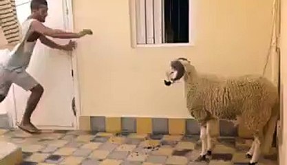 never disturb an animal while its dangerous