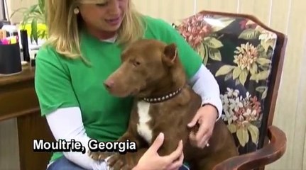 A Pit Bull And A Dachshund Had A Baby, And You Really Need To See The Results!