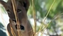 Leones vs Cocodrilo Miedo en el Río de la vida Salvaje de los Animales Documental de Discovery salvaje canal - 2016