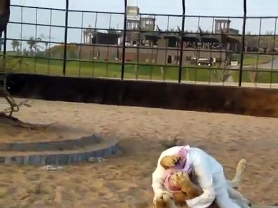 Arab Man vs Lion -
