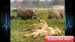 Elephant Vs Lions Attack To Death ➤ Python Channel Tv -
