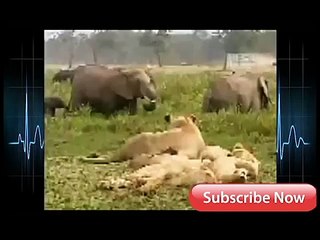 Elephant Vs Lions Attack To Death ➤ Python Channel Tv -