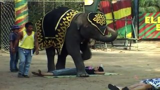 HOW ABOUT A RELAXING ELEPHANT MASSAGE- CHIANG MAI, THAILAND Broadband -