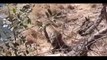 Giant Anaconda vs Jaguar - Python vs Tiger - Python vs Leopard -