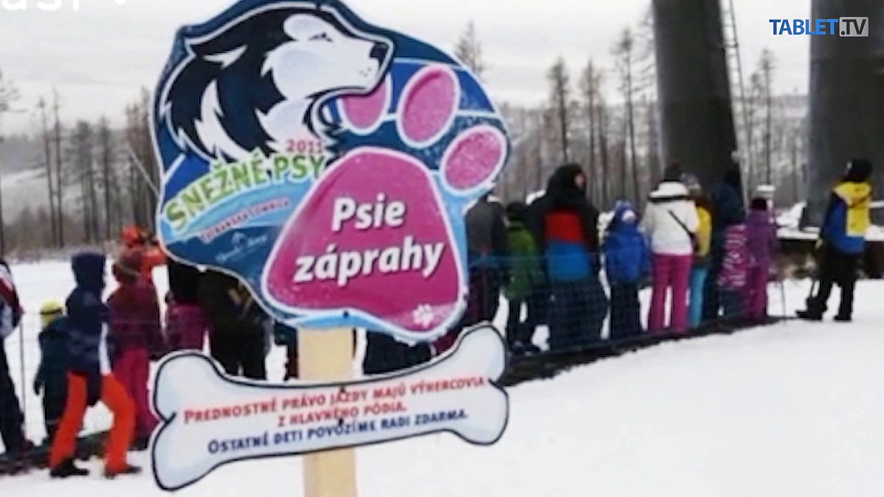 Premnožené mačky nie sú len problémom Slovenska