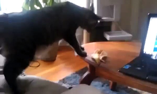 Смешно лучшее 9