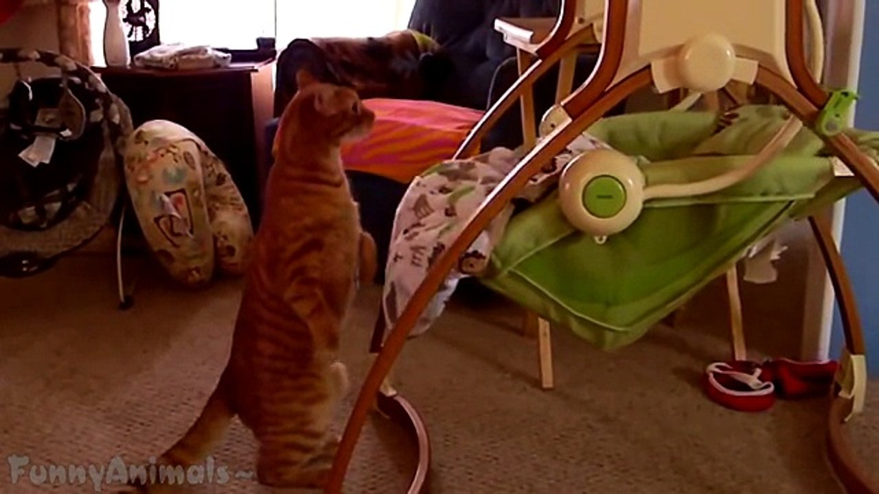 Cute and Funny Animals Compilation