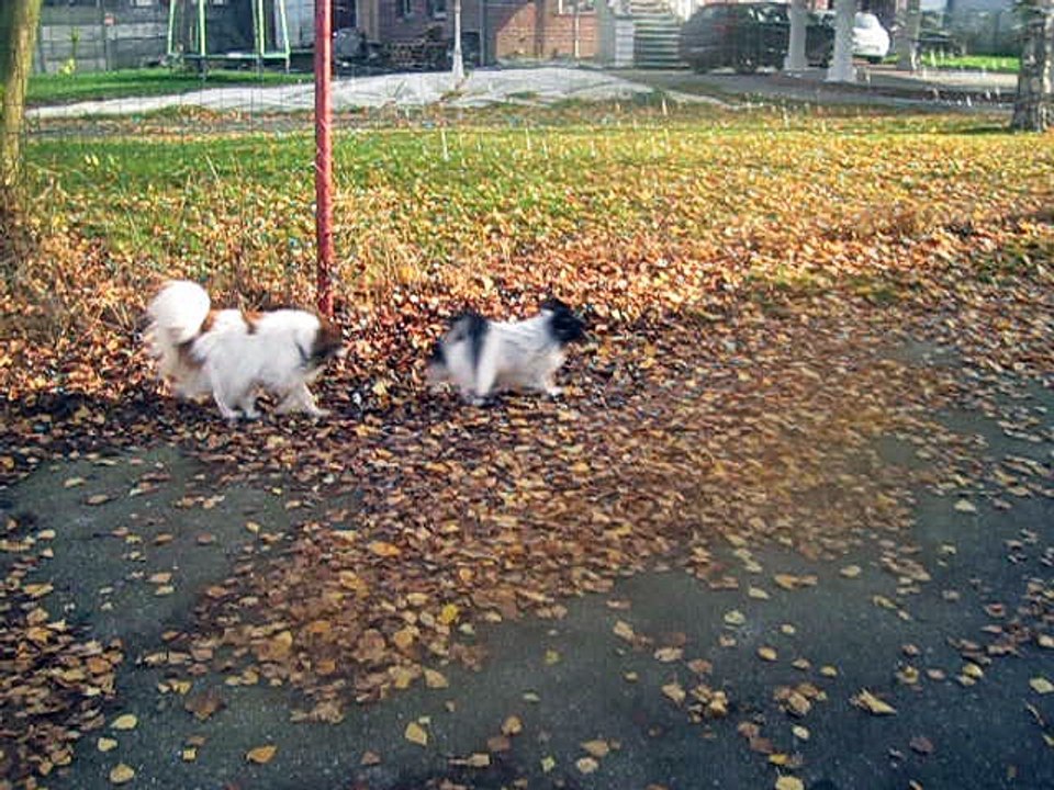 8 novembre 2015 1ère sortie en laisse de lyli