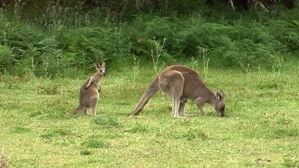 dag 15: Grampians NP 14/11/15