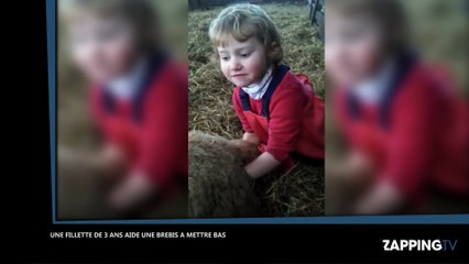 Une fillette de 3 ans aide une brebis à mettre bas (Vidéo)