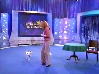 very smart dog..mathemathical