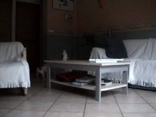 Anxiété de séparation chez le chien