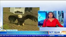 Águila calva es rescatada y dejada en libertad por activistas ambientales en EE.UU.