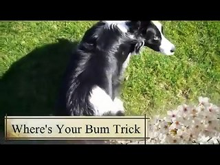 How-to Teach The Wheres Your Bum Trick - New Funny Dog Trick