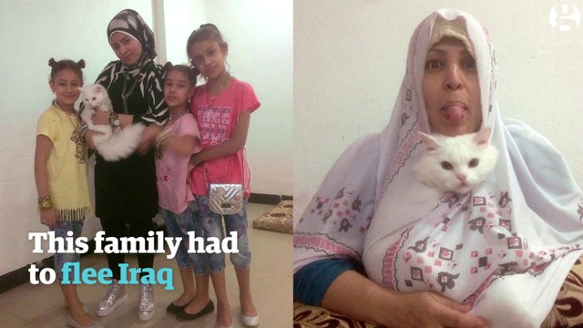 Ce chat a traversé l'Europe pour retrouver ses maîtres