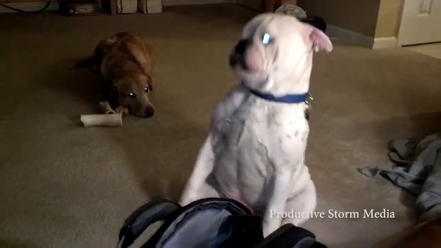 СОБАКА - БЛЮЗЯКА!