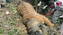 Tiger Dead In Tamil Nadu's Kodaikanal May Have Been Poisoned