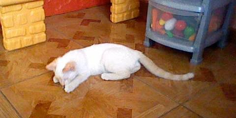 019rose noelle momas    et (neige)