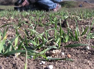 Stanje pšenice, 22. februar 2016. (RTV Bor)