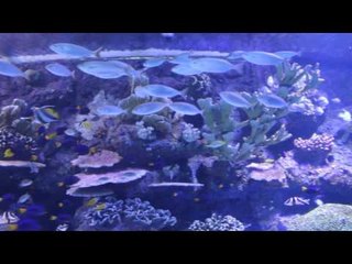 Antalya'daki Dev Akvaryum