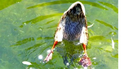 Biologists and photographers share animal butt shots with hashtag #WildBum
