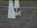 Jack Russell au flyball