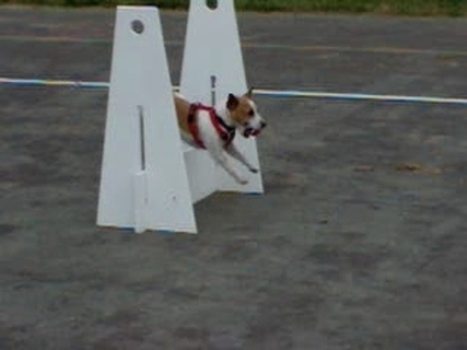 Jack Russell au flyball