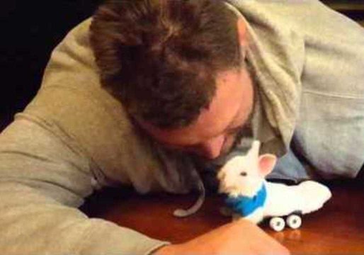 Paralyzed Bunny Uses Miniature Skateboard to Move Around