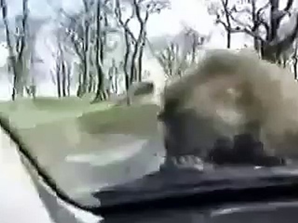 +18 прикол с обезьянами