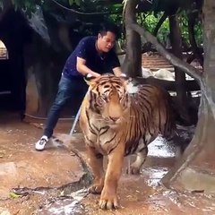 How To Bath A Tiger