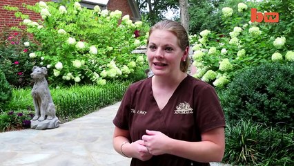 Fat Cat King Leo Obese Feline On A Mission To Lose Weight